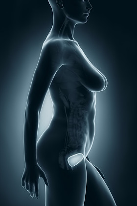 女性膀胱解剖照片