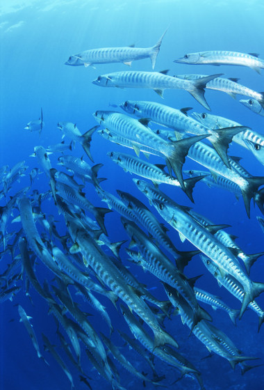 學(xué)校的可梭魚魚圖片