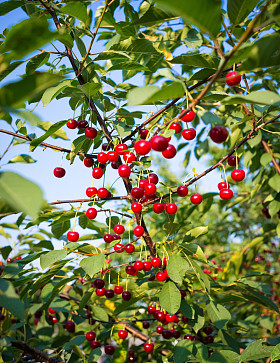甜樱桃樱桃树枝上挂着图片