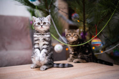 英國貓科動(dòng)物英國貓科動(dòng)物英國貓科動(dòng)物英國貓科動(dòng)物英國貓科動(dòng)物英國貓科動(dòng)物英國貓科動(dòng)物英國貓科動(dòng)物英國貓科動(dòng)物英國貓科動(dòng)物英國貓科動(dòng)物英國貓科動(dòng)物英國貓科動(dòng)物英國貓科動(dòng)物英國貓科動(dòng)物英國貓科動(dòng)物英國貓科動(dòng)物英國貓科動(dòng)物英國貓科動(dòng)物英國貓科動(dòng)物