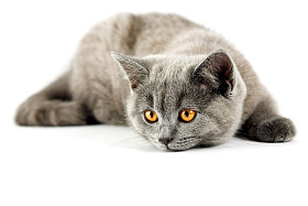 英国小猫