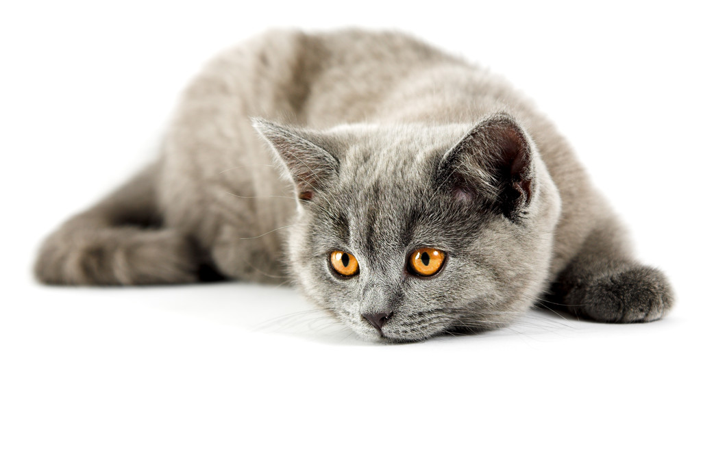 英国小猫