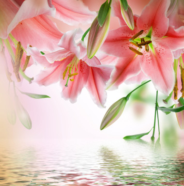 在黑暗的背景上多彩色的百合圖片