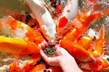 用手在大魚(yú)塘飼養(yǎng)許多錦鯉魚(yú)照片