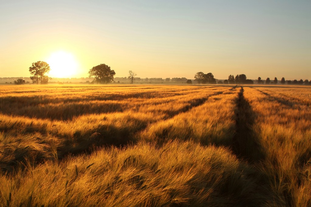 在田野中的日出图片 在田野中的日出图片