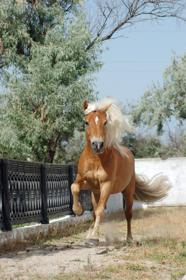匹棕色的馬跑馳騁圖片