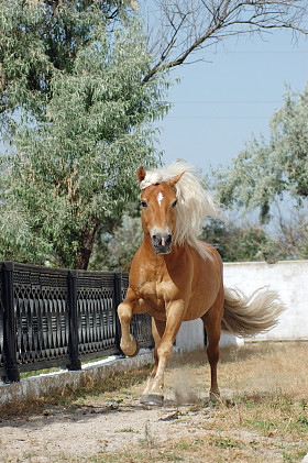 匹棕色的马跑驰骋图片