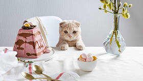 可爱的小猫在节日的复活节桌上.复活节贺卡，海报。传统的家庭奶酪蛋糕。复制空间