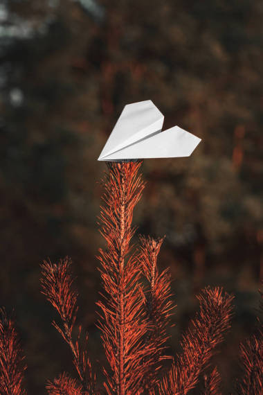 在温暖的阳光照射下，白色的纸飞机在松树枝头上盘旋