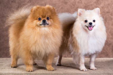 肖像兩博美犬狗照片