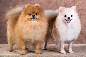 肖像两博美犬狗照片