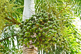 成熟的槟榔或有 ca 螺母棕榈树上