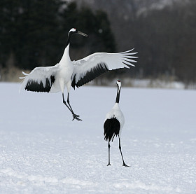 丹顶鹤、 日本鹤、 丹顶鹤