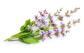 常见的鼠尾草 （鼠尾草叶)图片