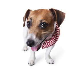 时尚配件的狗图片