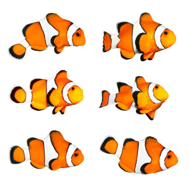 一種熱帶礁魚收集很