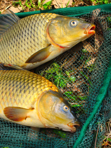 漁網(wǎng)上的魚。鯉魚 (鯉魚))
