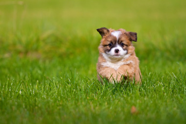 小卷發(fā)照片