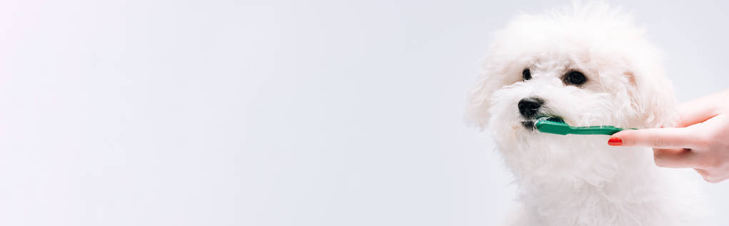 用灰色、全景镜头把妇女刷牙的照片剪下来给被隔离的哈万犬看 用灰色、全景镜头把妇女刷牙的照片剪下来给被隔离的哈万犬看