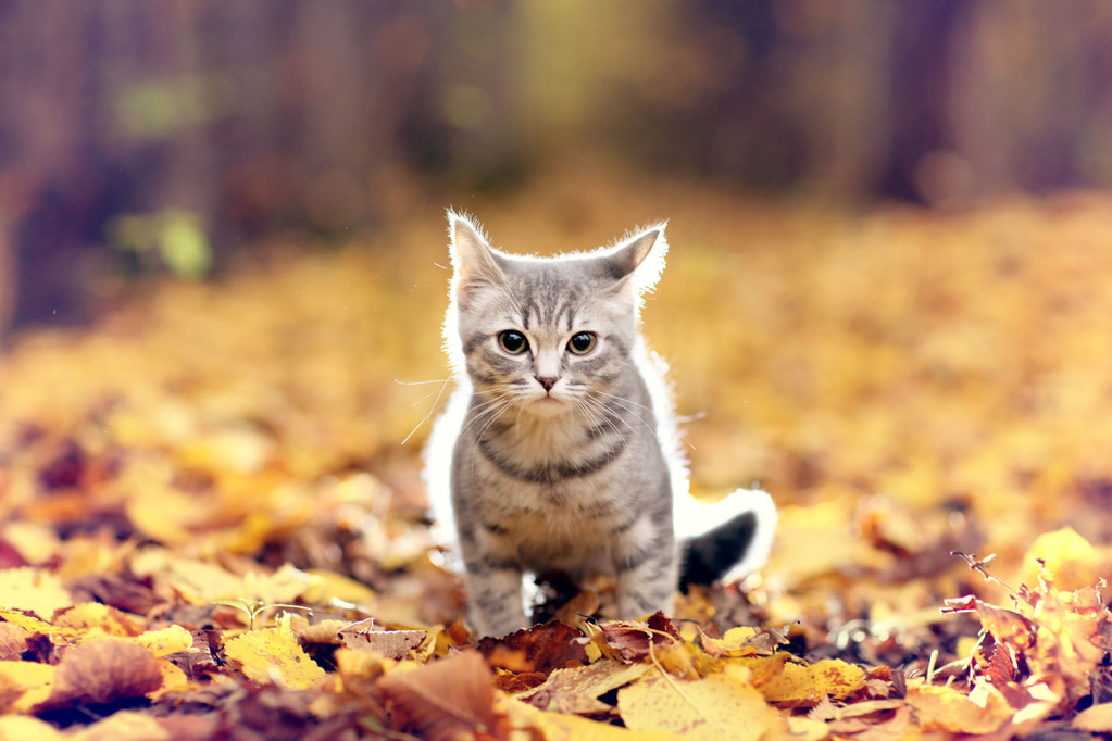 英国小猫在秋天的公园图片