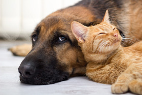 德国牧羊犬、 猫在一起照片