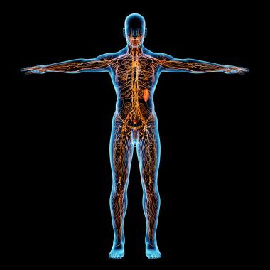 淋巴系統(tǒng)-前視圖