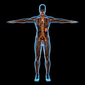 淋巴系统-前视图