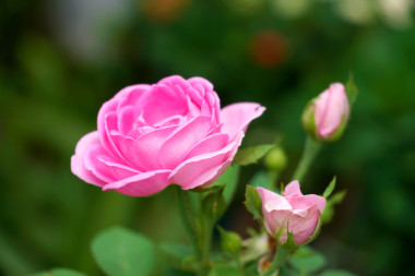 粉紅玫瑰精油的提取。（薔薇)