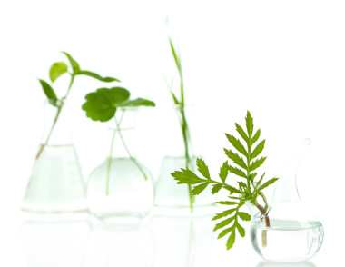 在試管中，孤立的白色襯底上的植物