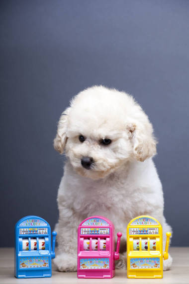 狗槽机图像 照片