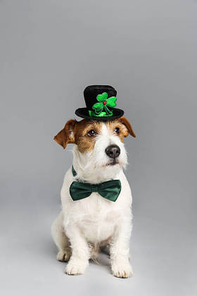Jack Russell, goblin hat, bow tie, light grey background. St. Patrick