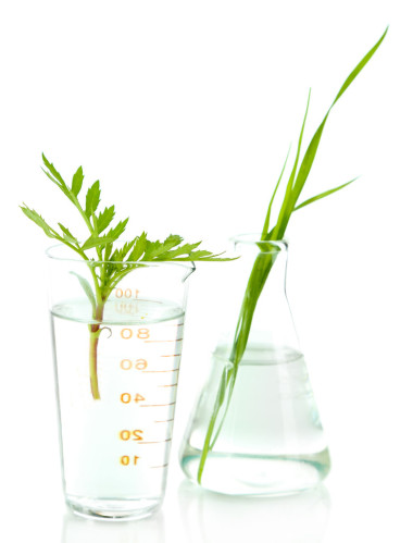 在試管中，孤立的白色襯底上的植物