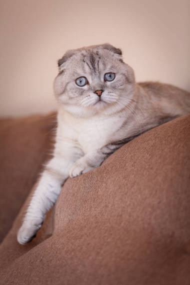 一只非常漂亮的蓝眼睛猫躺在一张舒适的椅子上，看着摄像机