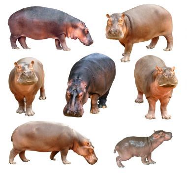 孤立的河马图片