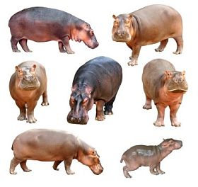 孤立的河马图片