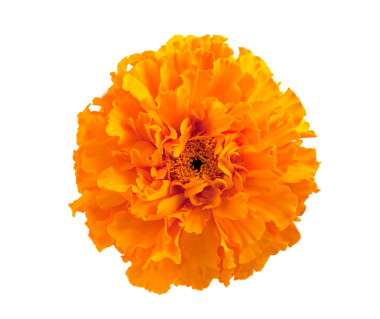 萬(wàn)壽菊花卉