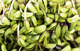 绿色大豆豆芽