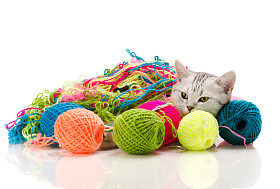 小猫