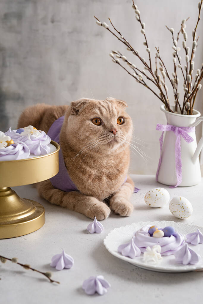 复活节快乐的概念。复活节作文,贺卡,海报。可爱的猫,在节日桌上放着鸡蛋的蛋白蛋窝。节日甜点。复制文本的空间。礼品店、面包店概念 复活节快乐的概念。复活节作文,贺卡,海报。可爱的猫,在节日桌上放着鸡蛋的蛋白蛋窝。节日甜点。复制文本的空间。礼品店、面包店概念