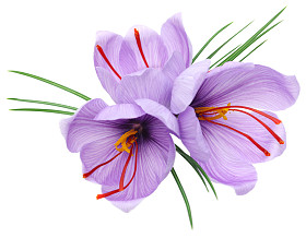藏红花鲜花图片