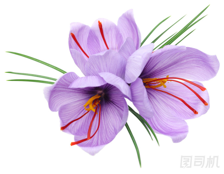 藏紅花鮮花圖片