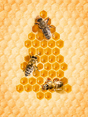 Christmas Tree Frome honey cells and honey