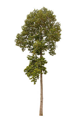白色背景的孤零零的美丽树.图片
