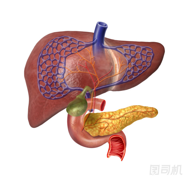 人體肝臟系統(tǒng)剖面圖圖片