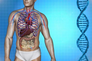 人体解剖 人体解剖