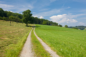 夏天风景与路、 草、 树图片