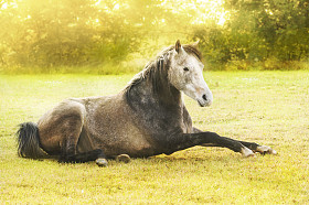 匹棕色的马，躺在秋天的性质照片
