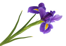紫色鸢尾花、 白隔离