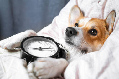 可愛的Corgi抱著黑色鬧鐘睡在床上。呆在家