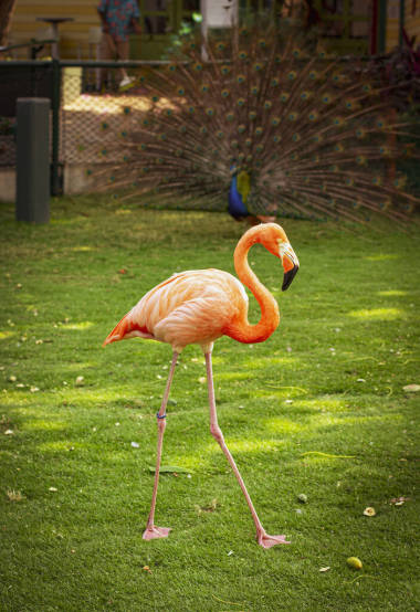 鳥(niǎo)兒在新鮮空氣中。接觸動(dòng)物園里的火烈鳥(niǎo)
